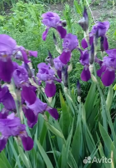 Ирисы сортовые