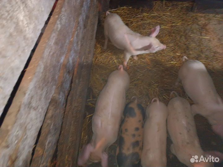 Поросенок ландрас дюрок