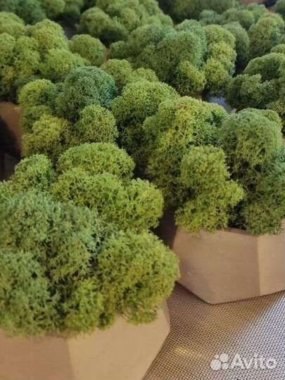 Стабилизированный мох ягель