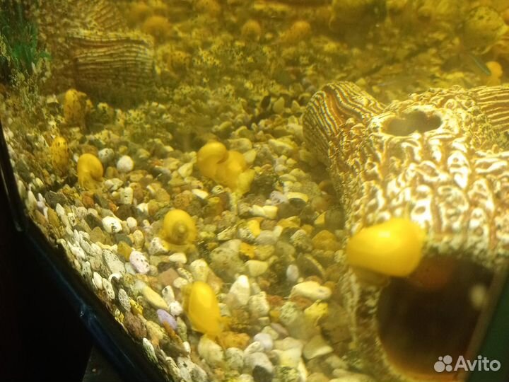 Жёлтые аквариумные улитки