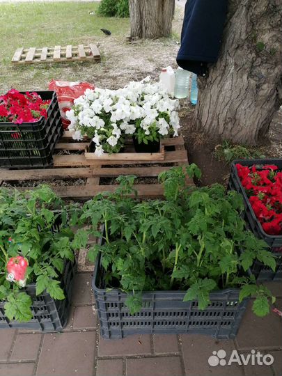 Рассада помидор томатов огурцов