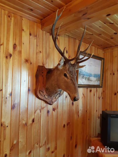 Чучело головы оленя