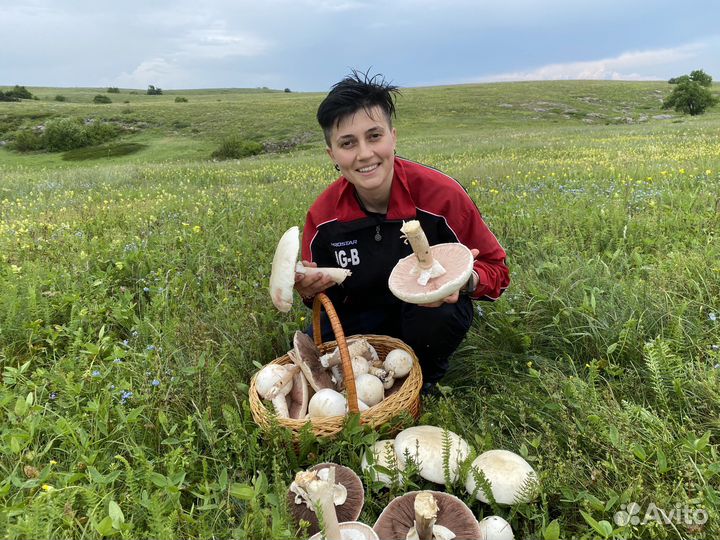 Грибы свежие