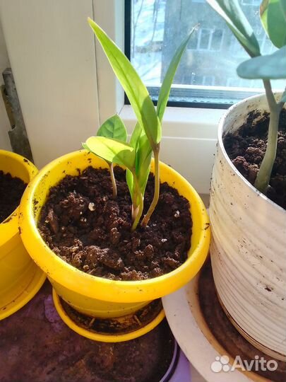 Комнатные растения