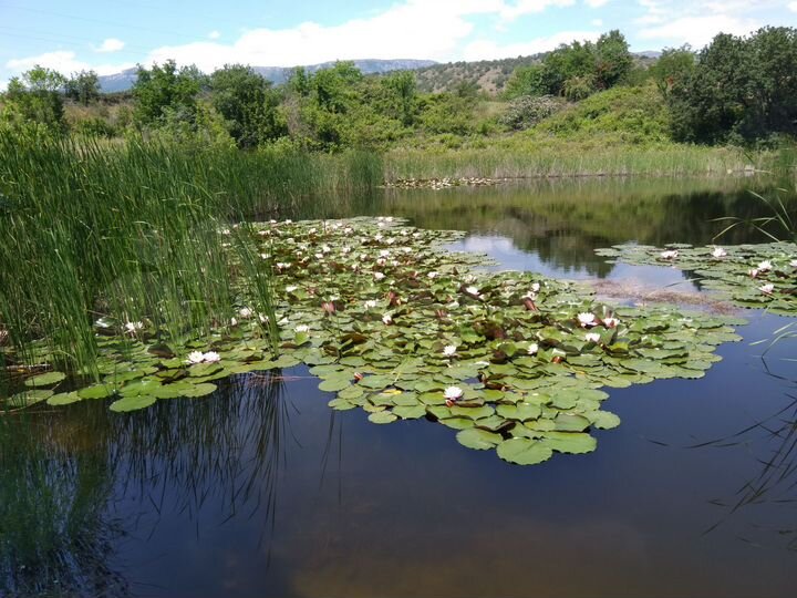 Участок 10 сот. (СНТ, ДНП)