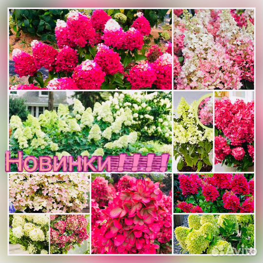 Саженцы гортензии