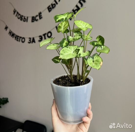 Сингониум
