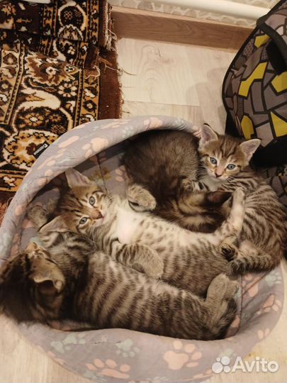 Котята от папы Мейн Куна