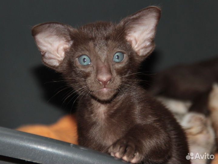 Ориентальный малыш