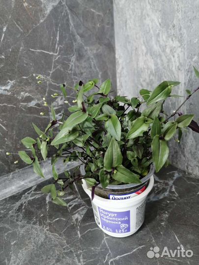 Традесканции разные