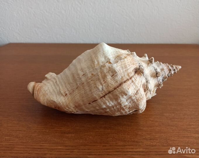 Ракушка океаническая, Куба