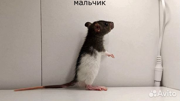 Декоративные крысята