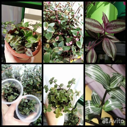 Комнатные растения обмен