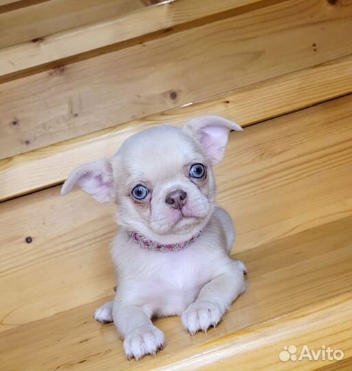 Чихуахуа малыши редкие