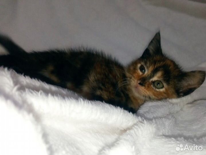 Котенок в дар бесплатно
