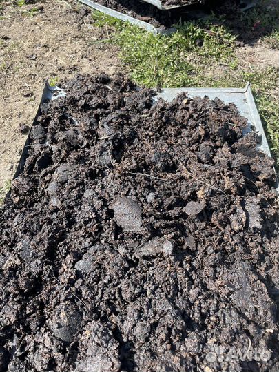 Вытопка мирва