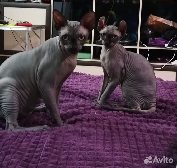 Канадский сфинкс эльф котенок