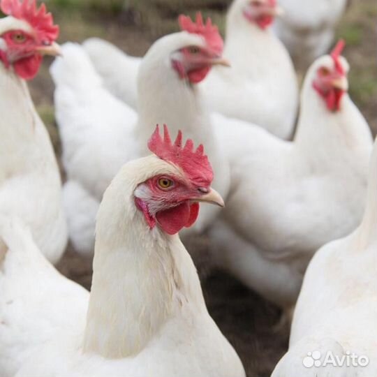 Куры:молодки, несушки Н.Н. Щербинки