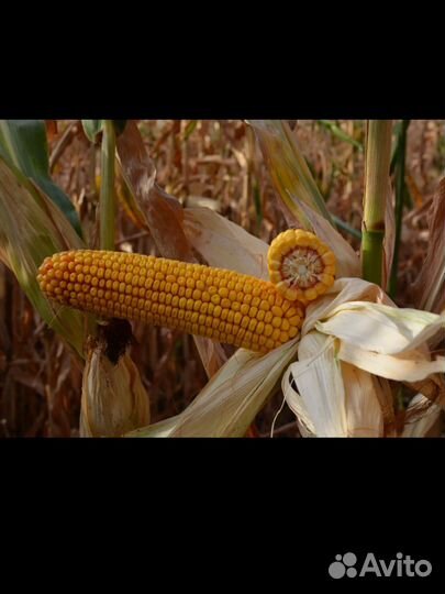 Семена кукурузы