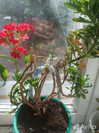 Цветок с горшком