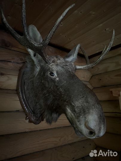 Чучело головы лося