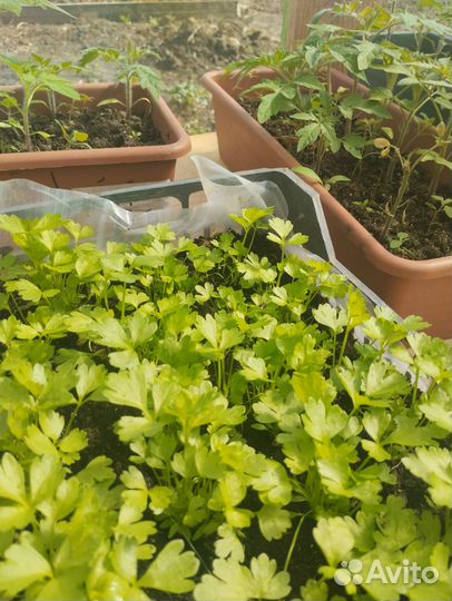 Рассада, цветы бархатцы