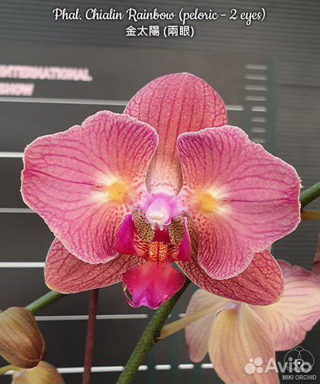 Орхидея Phal. Chialin Rainbow (peloric - 2 eyes)
