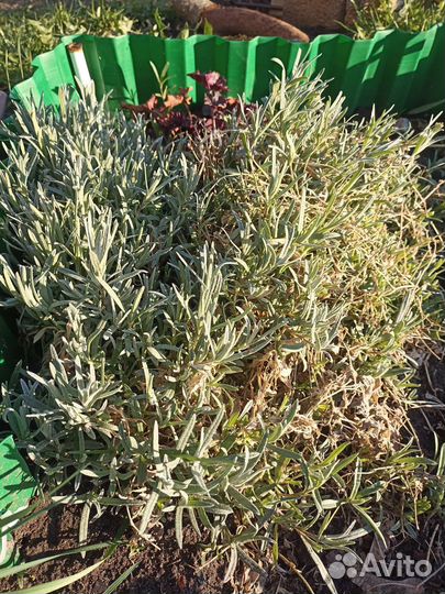 Многолетние цветы