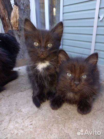 Котята в добрые руки 2 месяца