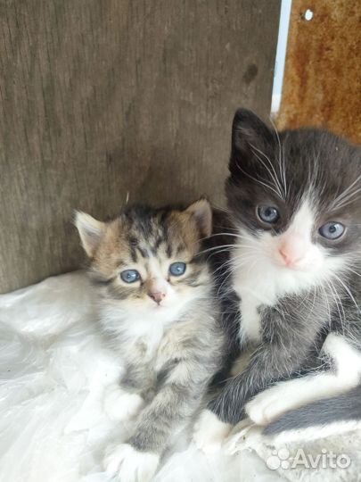 Котята отдам даром