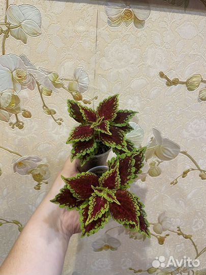 Колеусы