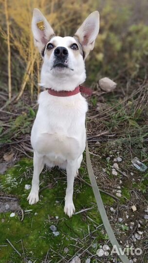 Необыкновенная Ласка в дар