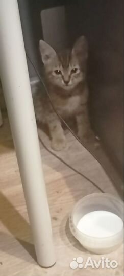 Кошка в дар бесплатно