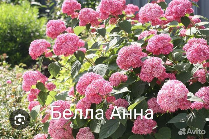 Древовидные гортензии