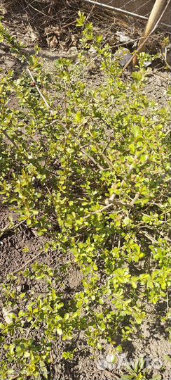 Саженцы айва японская и слива красная,сирень белая