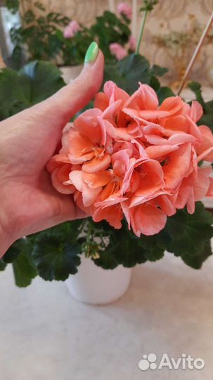 Пеларгония герань