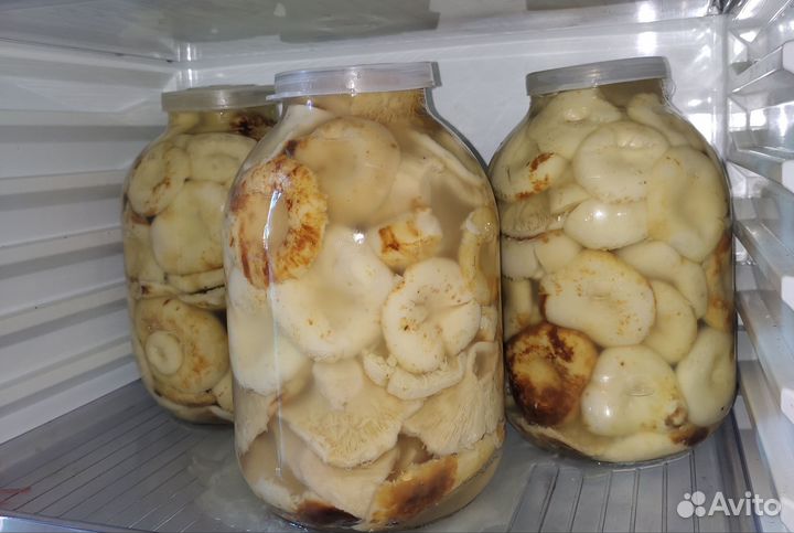 Грибы грузди