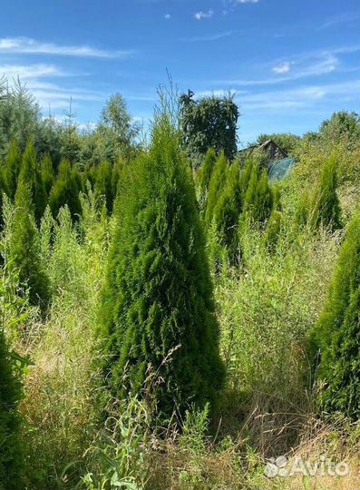 Туя Смарагд