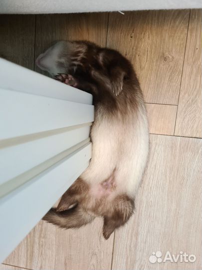 Домашний хорек