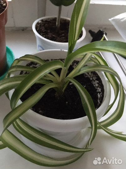 Комнатные растения цветы