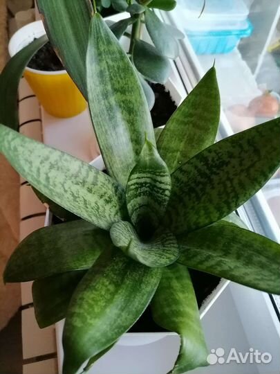 Сансевиерия ханни