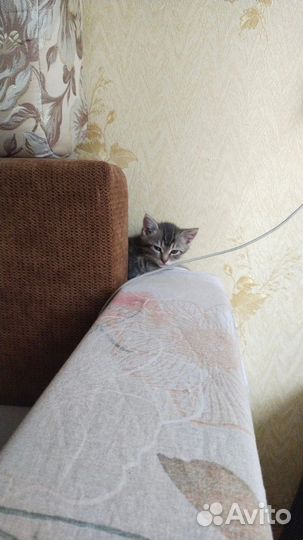 Котенок бесплатно