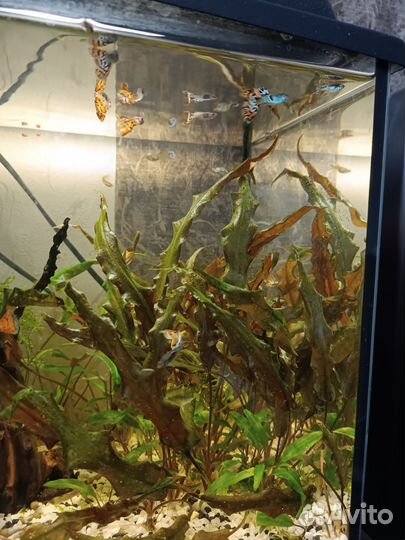 Аквариумные рыбки гуппи