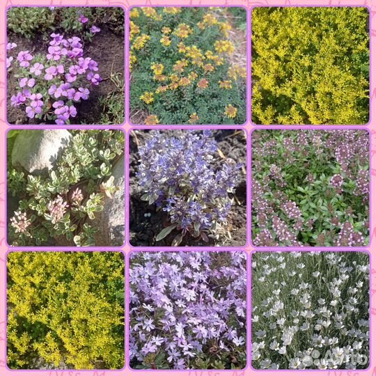 Почвопокровные многолетние растения