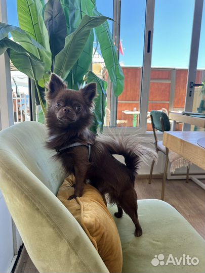 Вязка собак чихуахуа