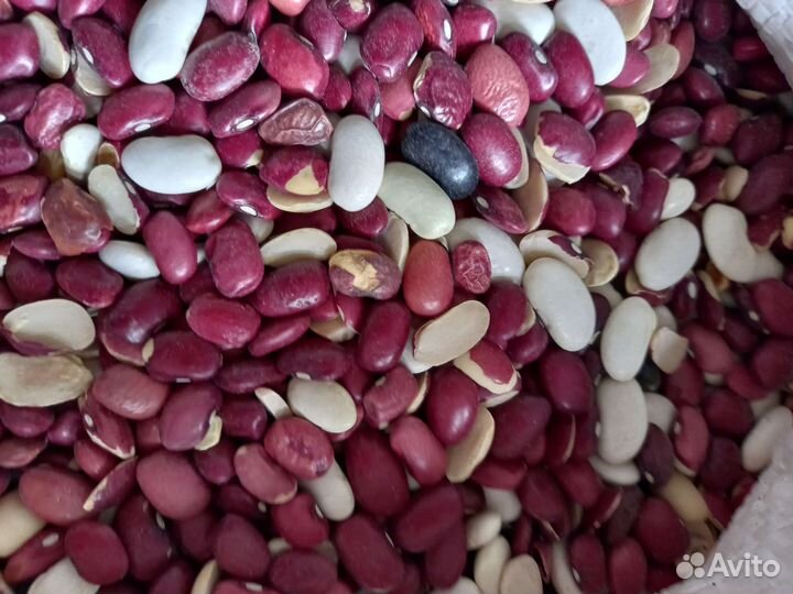 Продаю фасоль