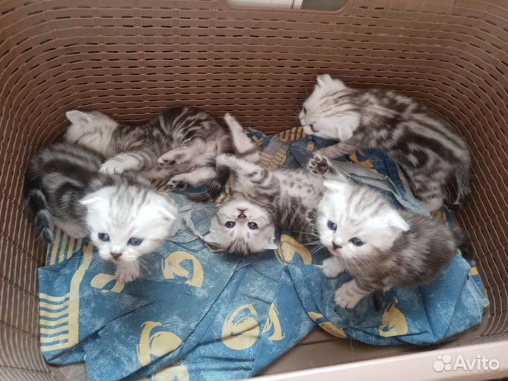 Шотландские котята
