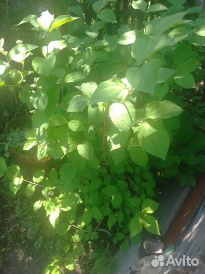 Ирга, Жасмин, Калина слива сортов12км мельн.падь