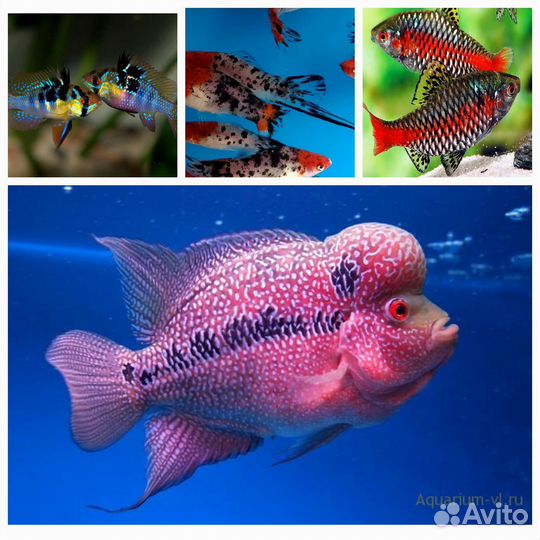 Аквариумные рыбки