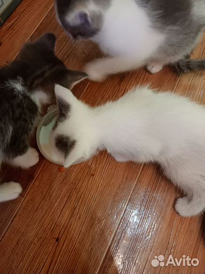 Кошка в дар